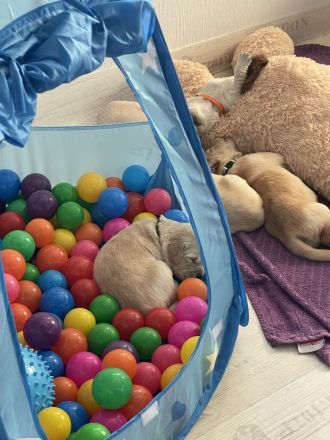 Golden Retriever Welpen