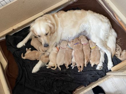 Golden Retriever Welpen