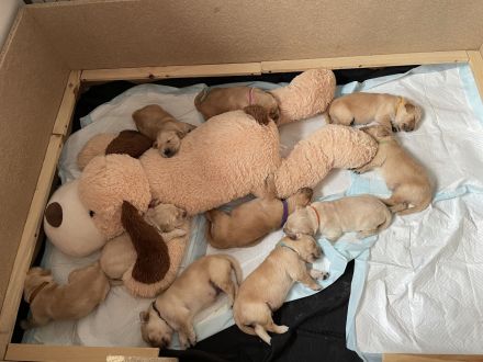 Golden Retriever Welpen