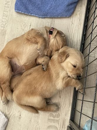 Golden Retriever Welpen