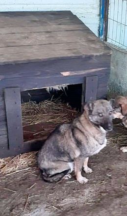 Nala, freundlich, schüchtern und zurückhaltend