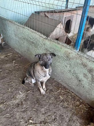 Nala, freundlich, schüchtern und zurückhaltend