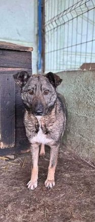 Nala, freundlich, schüchtern und zurückhaltend