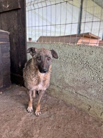 Nala, freundlich, schüchtern und zurückhaltend