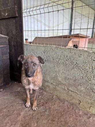 Nala, freundlich, schüchtern und zurückhaltend