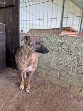 Nala, freundlich, schüchtern und zurückhaltend