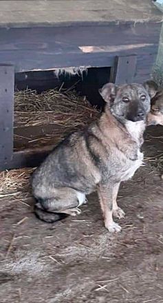 Nala, freundlich, schüchtern und zurückhaltend