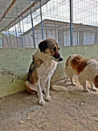 Elsa, gutmütig und zurückhalten