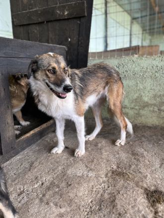 Elsa, gutmütig und zurückhalten