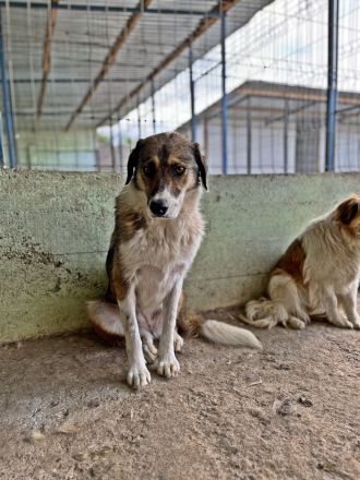 Elsa, gutmütig und zurückhalten