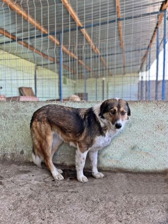 Elsa, gutmütig und zurückhalten