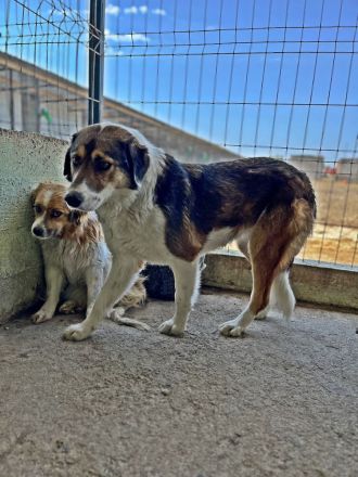 Elsa, gutmütig und zurückhalten