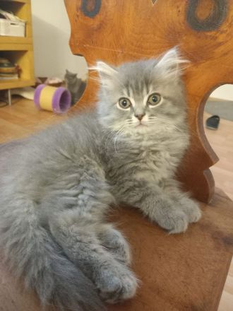 British kurz-lang harr königliches blaues Blut Wien