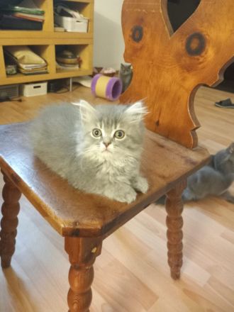 British kurz-lang harr königliches blaues Blut Wien