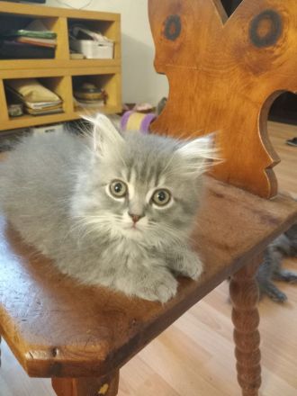 British kurz-lang harr königliches blaues Blut Wien