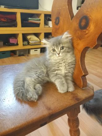 British kurz-lang harr königliches blaues Blut Wien