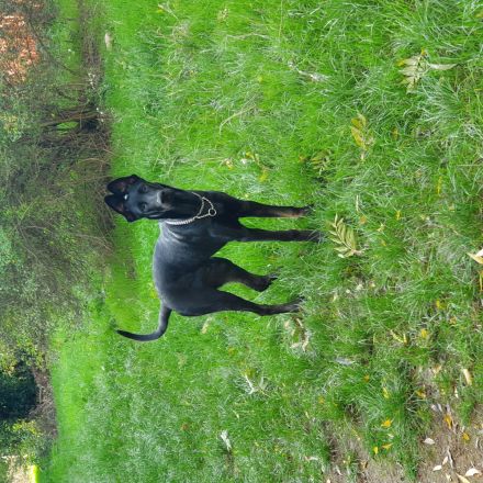 Deutscher Schäferhund mischling