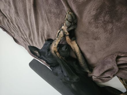 Deutscher Schäferhund mischling