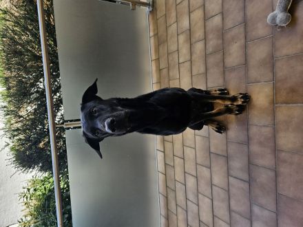 Deutscher Schäferhund mischling