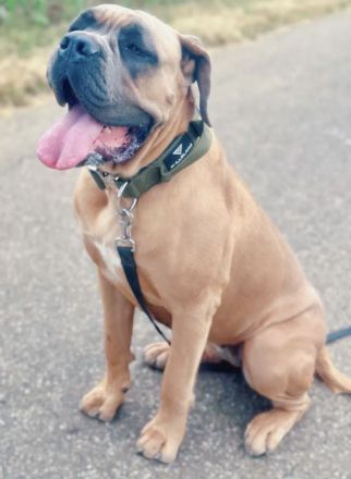 Große Hündin 3 Jahre Cane Corso