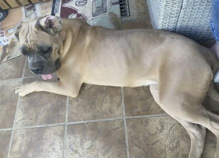 Große Hündin 3 Jahre Cane Corso