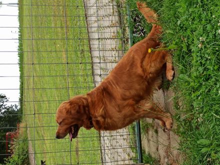 Reinrassige Golden Retriever Welpen mit Papieren
