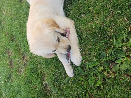 Reinrassige Golden Retriever Welpen mit Papieren