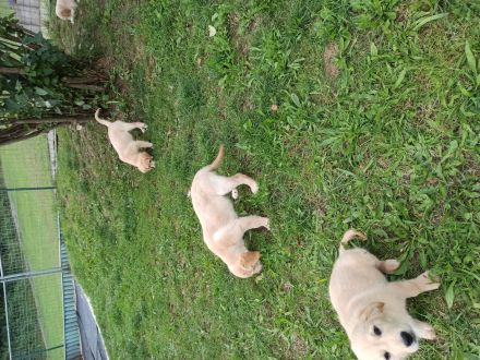 Reinrassige Golden Retriever Welpen mit Papieren