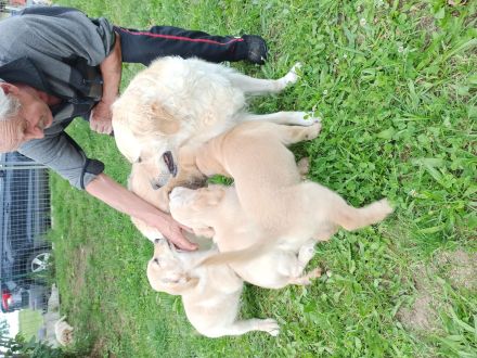 Reinrassige Golden Retriever Welpen mit Papieren