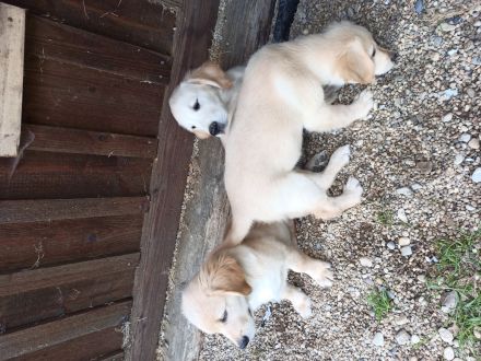 Reinrassige Golden Retriever Welpen mit Papieren