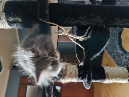 Mama und Tochter suchen ein gutes Zuhause