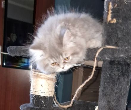 Mama und Tochter suchen ein gutes Zuhause