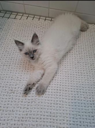 Ragdoll Kitten 13 Wochen