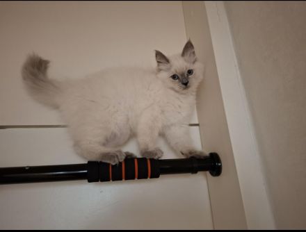Ragdoll Kitten 13 Wochen