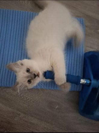 Ragdoll Kitten 13 Wochen