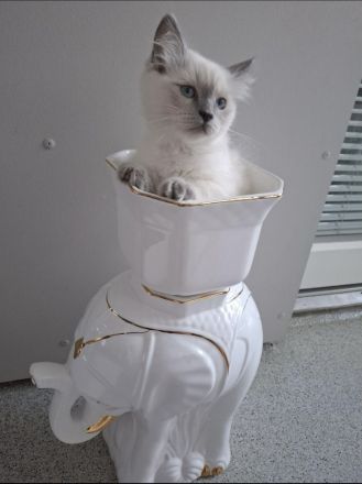 Ragdoll Kitten 13 Wochen