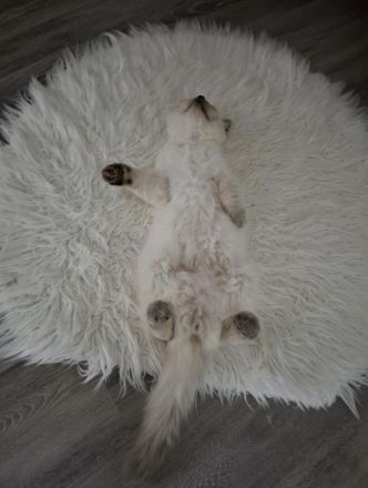 Ragdoll Kitten 13 Wochen