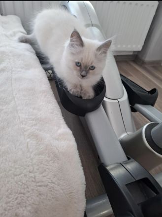 Ragdoll Kitten 13 Wochen