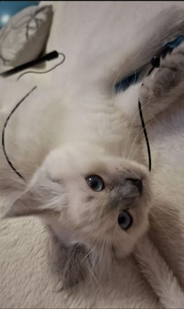 Ragdoll Kitten 13 Wochen