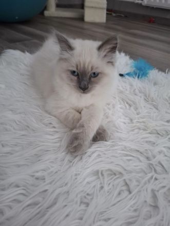 Ragdoll Kitten 13 Wochen
