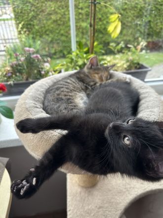 Kitten abzugeben M/W