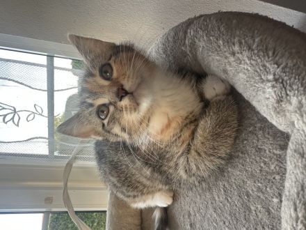 Kitten abzugeben M/W