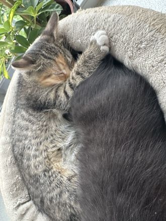 Kitten abzugeben M/W