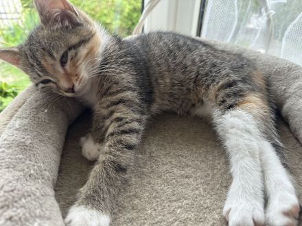 Kitten abzugeben M/W