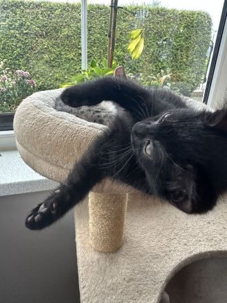 Kitten abzugeben M/W