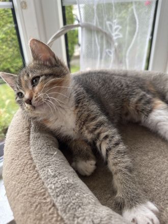 Kitten abzugeben M/W