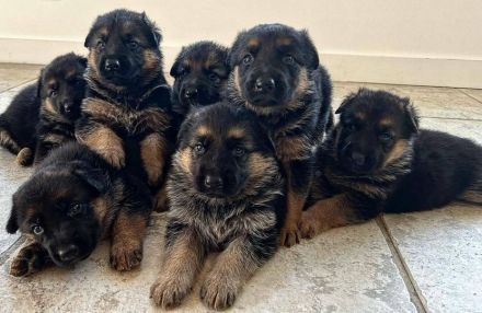 Deutsche Schäferhundwelpen aus Deutschland