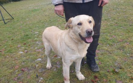 Aufgeschlossener Pinkman sucht Familienanschluss