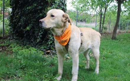 Aufgeschlossener Pinkman sucht Familienanschluss