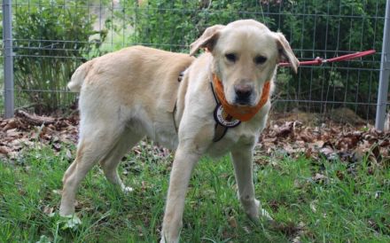 Aufgeschlossener Pinkman sucht Familienanschluss